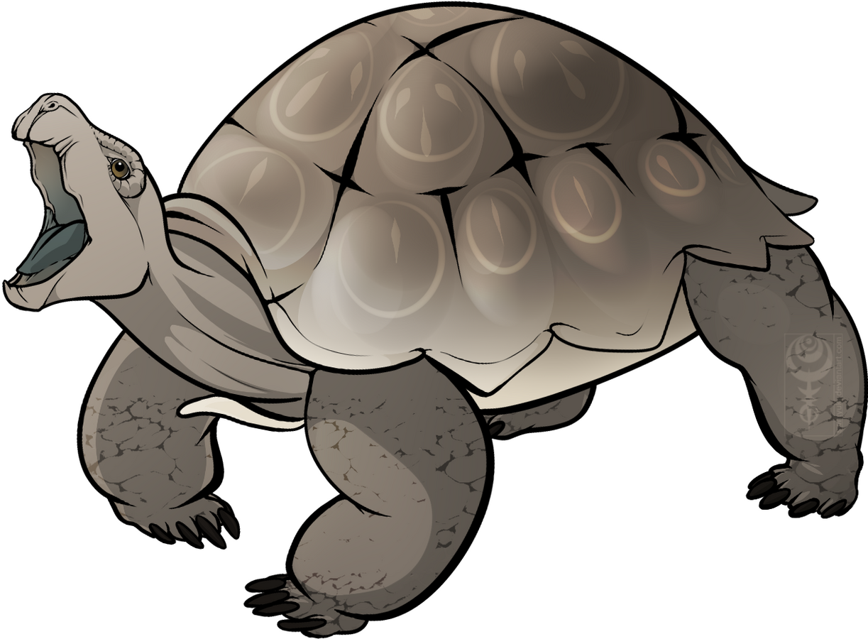 a tortoise